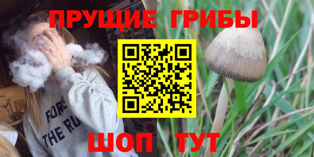 Галлюциногенные грибы Psilocybine cubensis Шебекино